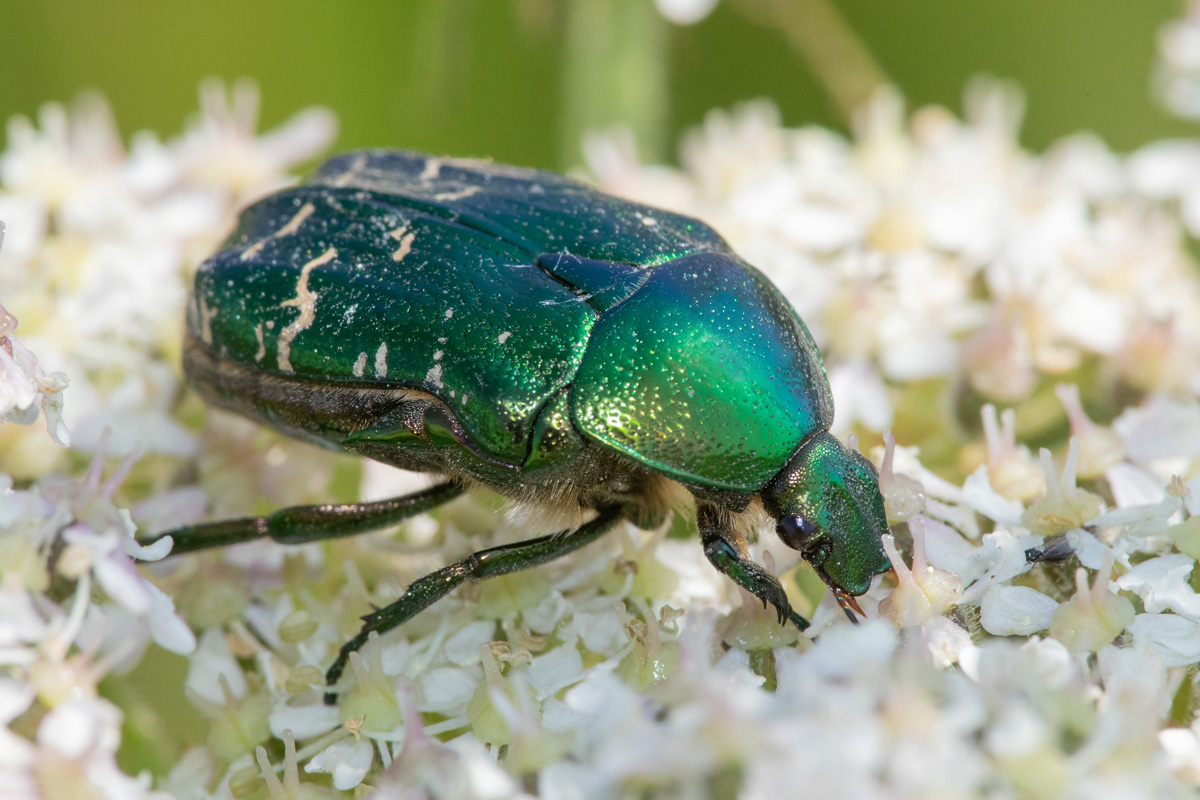 Rose Chafer - Cetonia aurata 22-06-23.jpg