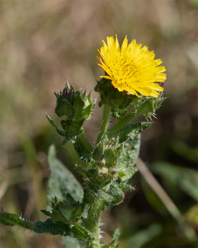 Bristly Oxtongue - Helminthotheca echioides 22-06-23.jpg