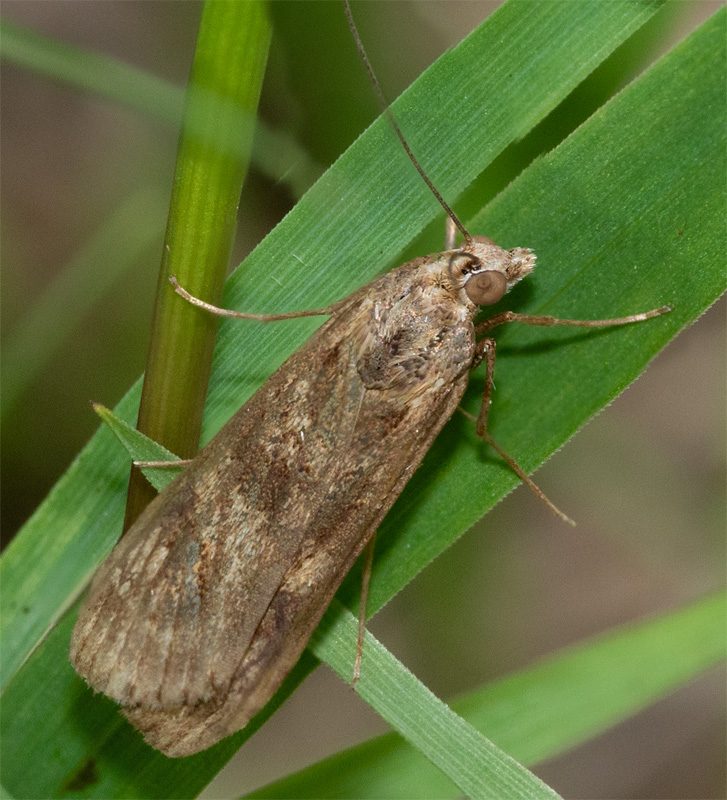 Rush Veneer moth - Nomophila noctuella 29-06-23.jpg