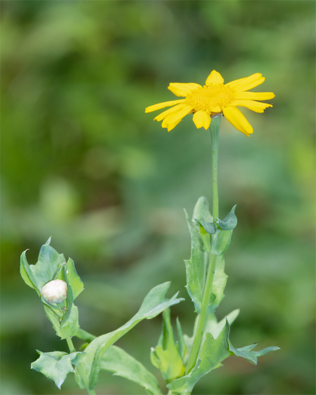 Corn Marigold - Chrysanthemum segetum 16-07-23.jpg