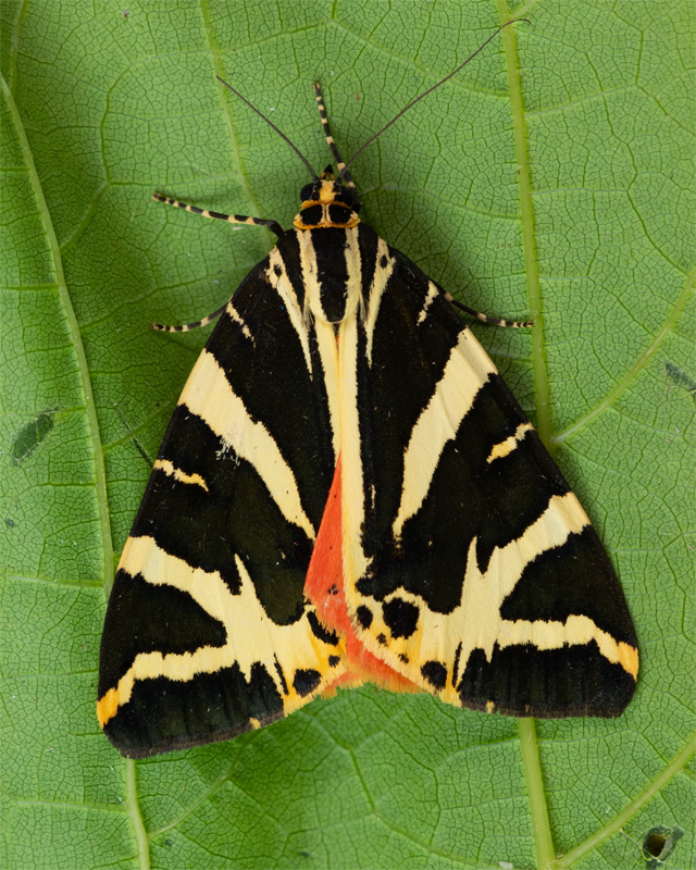 Jersey Tiger Moth - Euplagia quadripunctaria 21-07-23.jpg