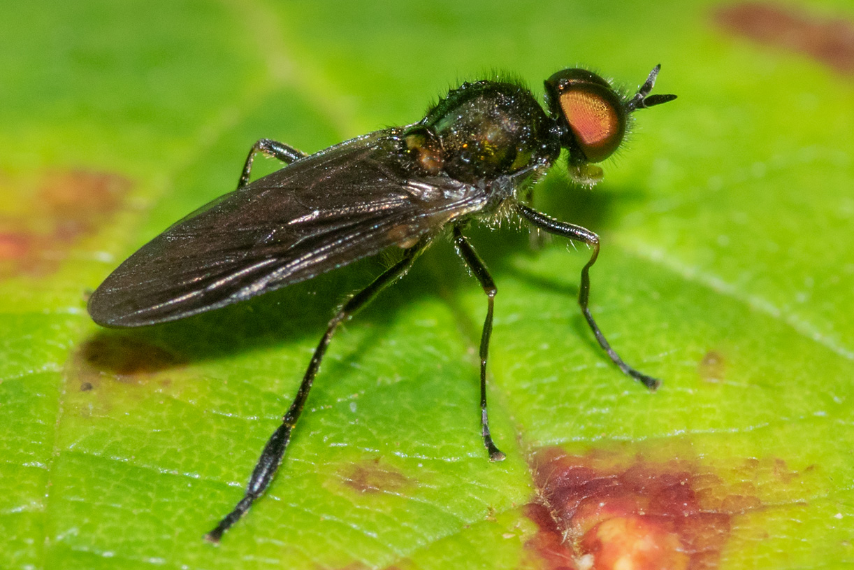 Long-horned Black Legionnaire - Beris geniculata m 04-08-23.jpg