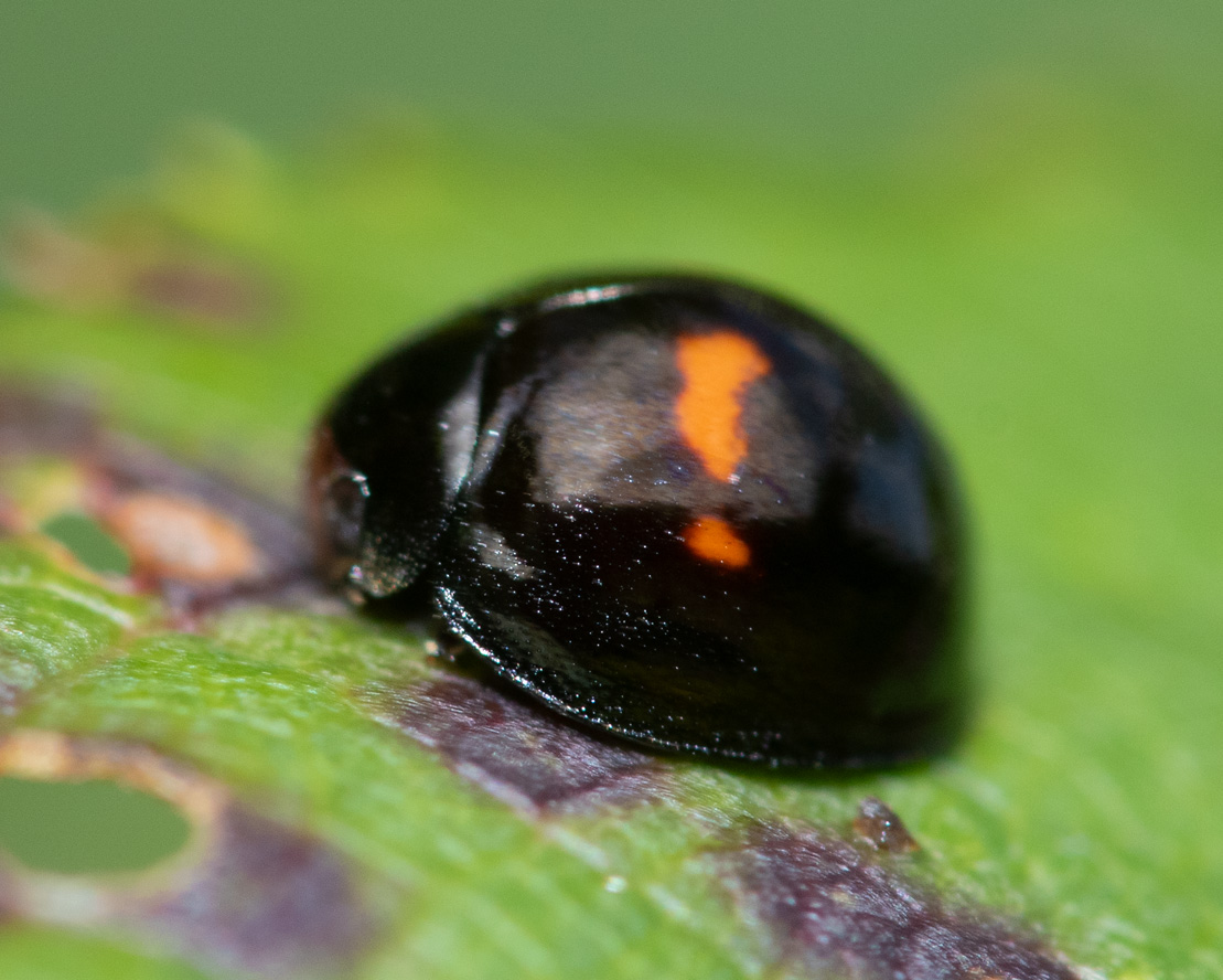 Heather Ladybird - Chilocorus bipustulatus 25-09-23.jpg