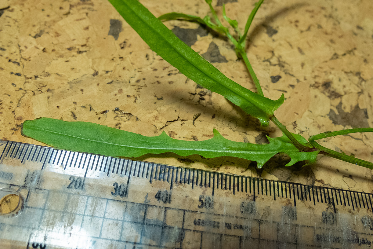 Smooth Hawksbeard - Crepis capillaris lower leaf 30-12-23.jpg