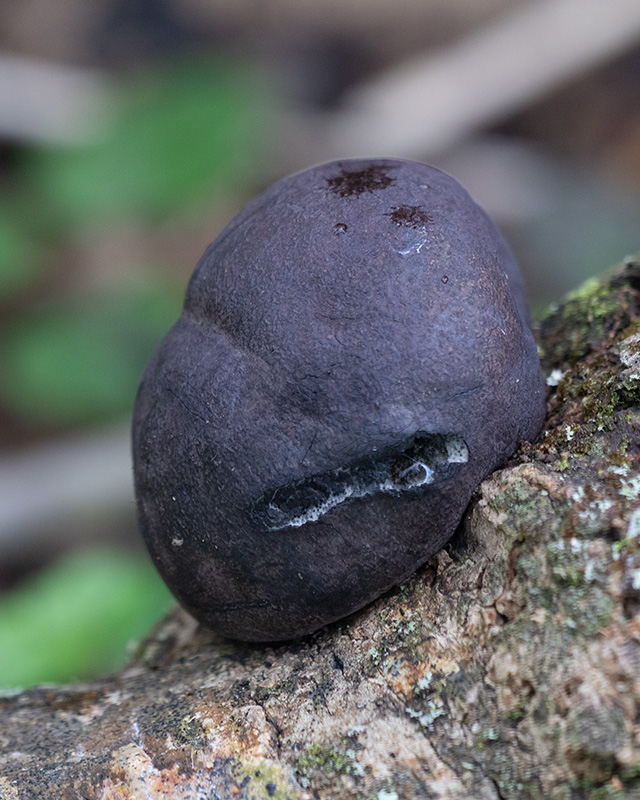 King Alfreds Cake - Daldinia concentrica 01-01-24.jpg