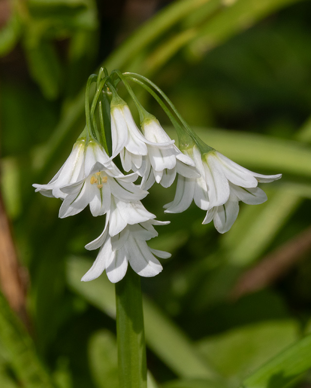 Three-cornered Garlic - Allium triquetrum 12-04-24.jpg