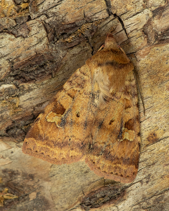 Ingrailed Clay - Diarsia mendica 12-06-24.jpg