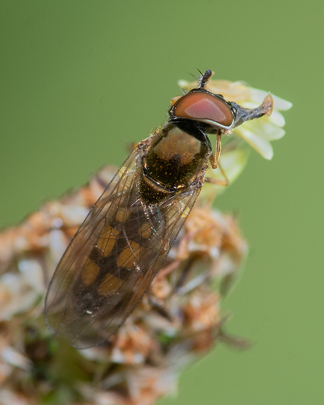Melanostoma mellinum m 14-07-24.jpg