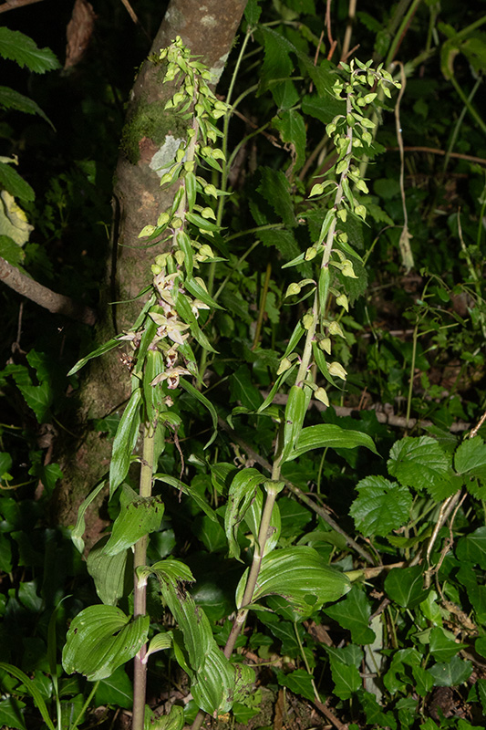 Broad-leaved Helleborine - Epipactis helleborine Watkins Wood 30-07-24.jpg