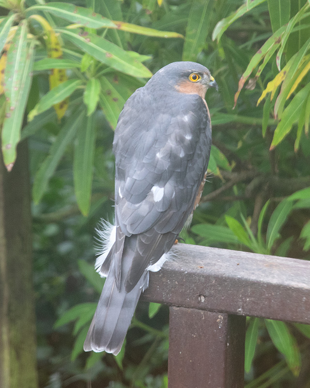 Sparrowhawk in my garden 30-09-24.jpg
