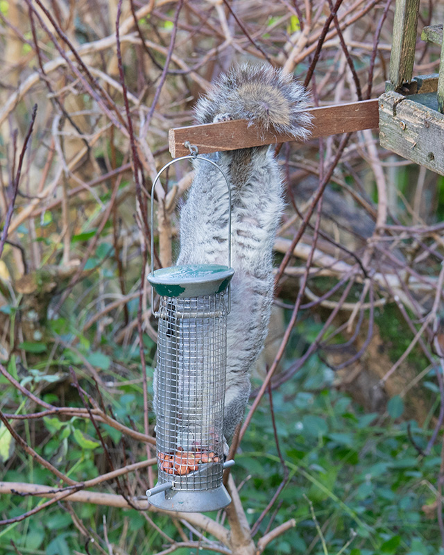 Squirrel 22-12-24.jpg