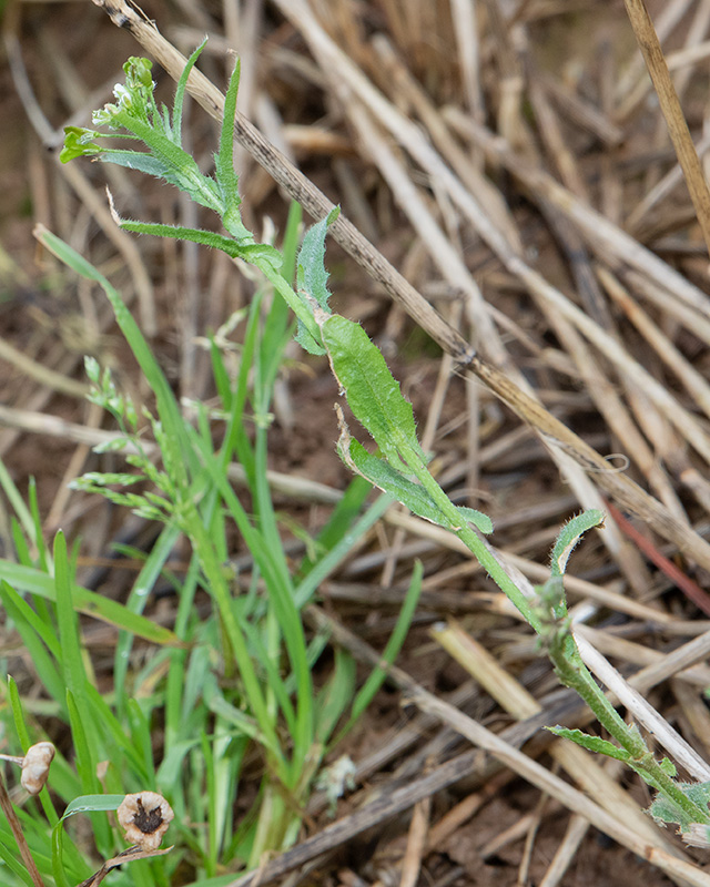 unid poss Field Pennycress Thlaspi arvense 29-12-24 Snapes #2.jpg