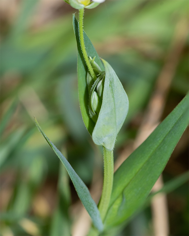 Greater Stitchwort - Stellaria holostea leaves 26-03-25.jpg