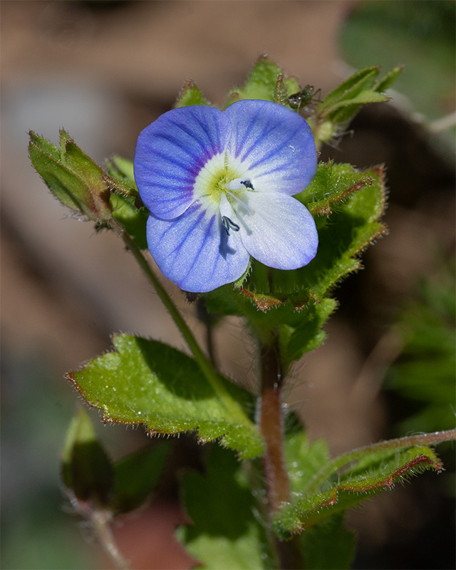 Common Field Speedwell - Veronica persica - Bolberry 11-04-25.jpg