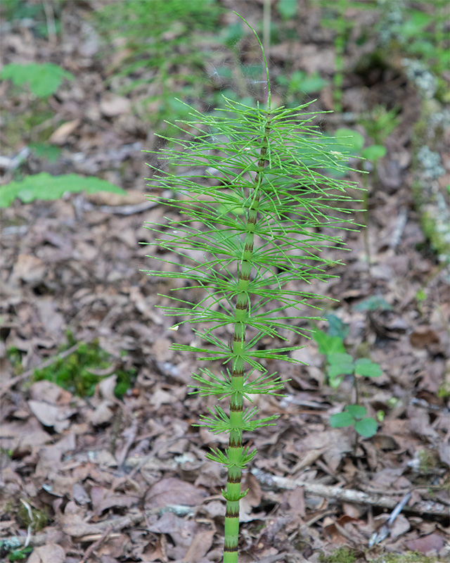 Greater Horsetail 03-05-25.jpg