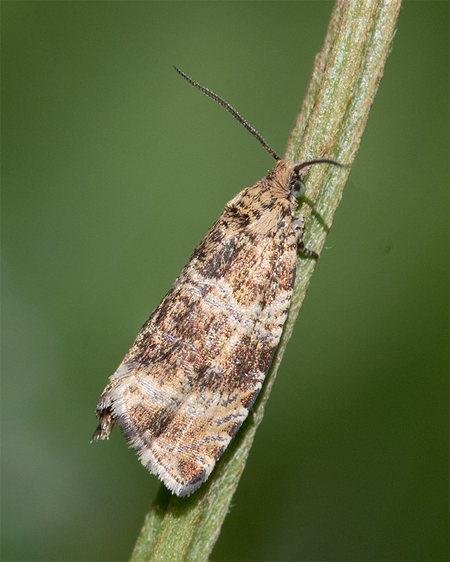Micro Moth - Celypha lacunana 05-05-25.jpg