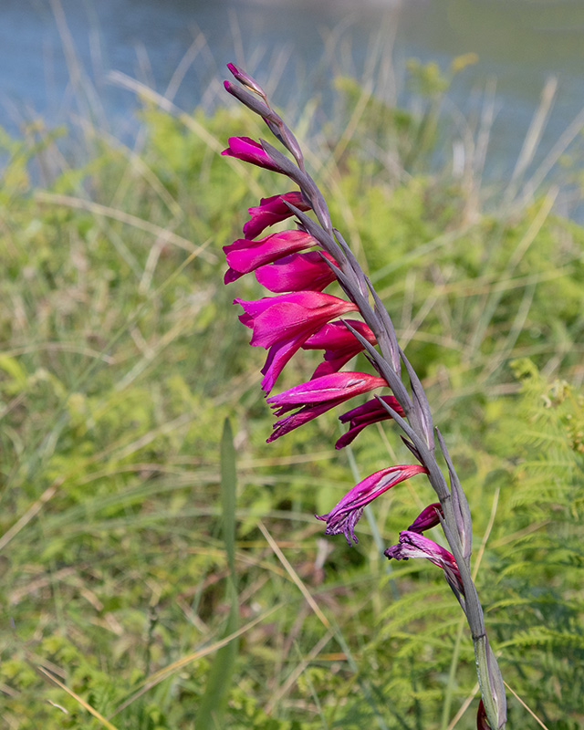 Gladiolus communis subsp. byzantinus 20-05-25.jpg