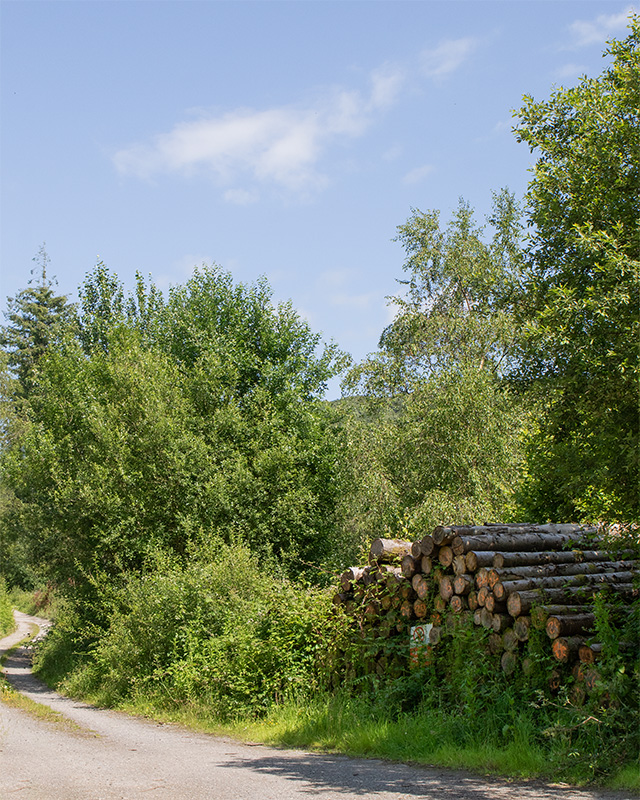 Aveton Wood 15-06-25.jpg