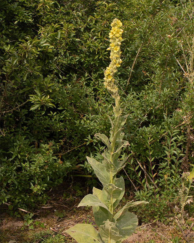 Great Mullein - Verbascum thapsus Cockleridge Point 04-07-25.jpg