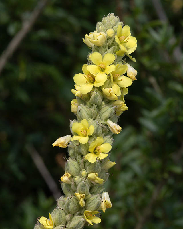 Great Mullein - Verbascum thapsus Cockleridge Point 04-07-25 closer.jpg