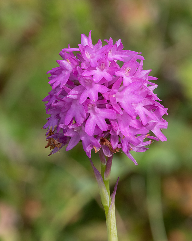 Pyramidal Orchid - Anacamptis pyramidalis 04-07-25.jpg