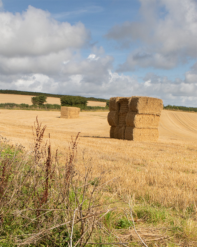 Week 37 - Snapes Point - Harvested.jpg