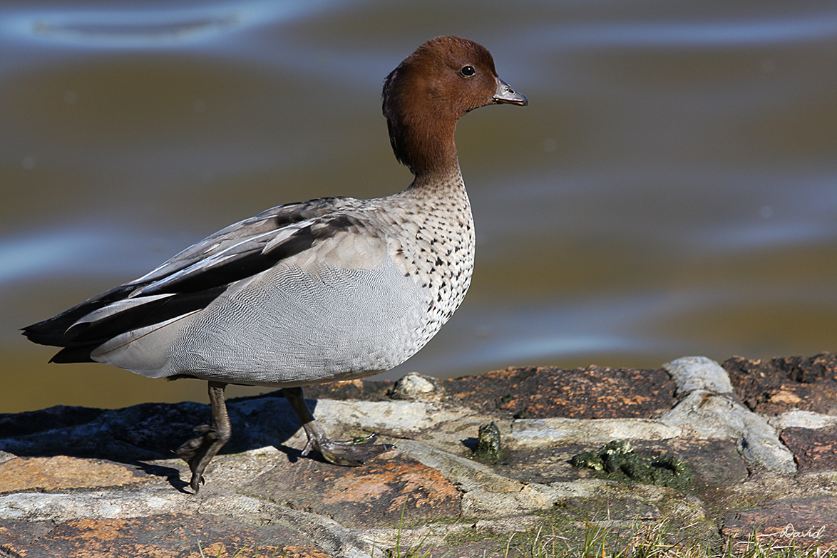 Wood Duck