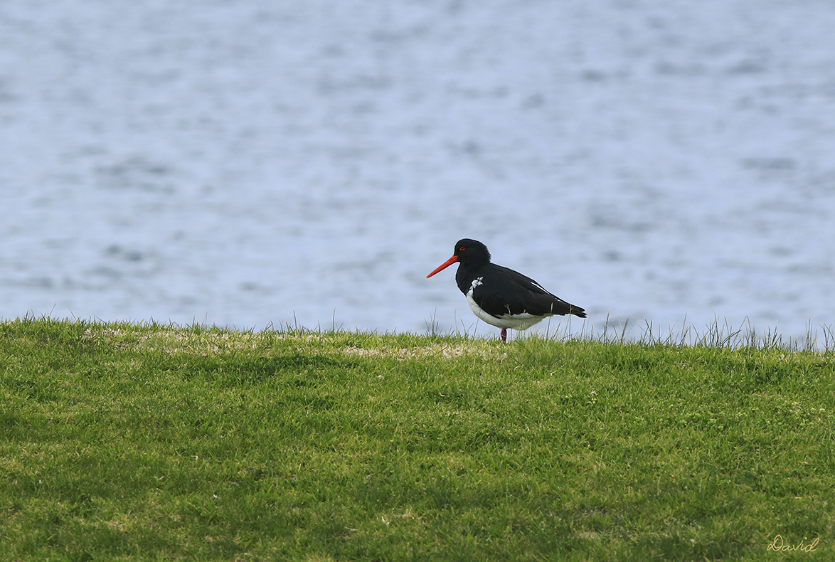  Pied Oystercatcher