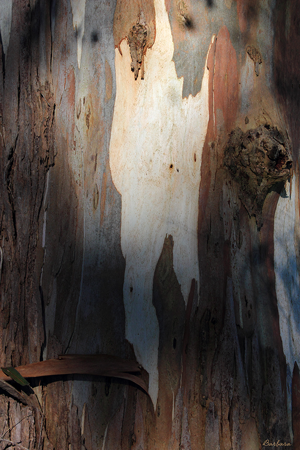 Gum Tree 