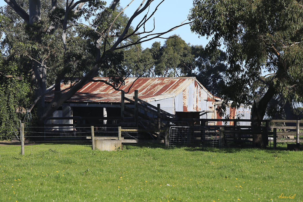 Bunyip