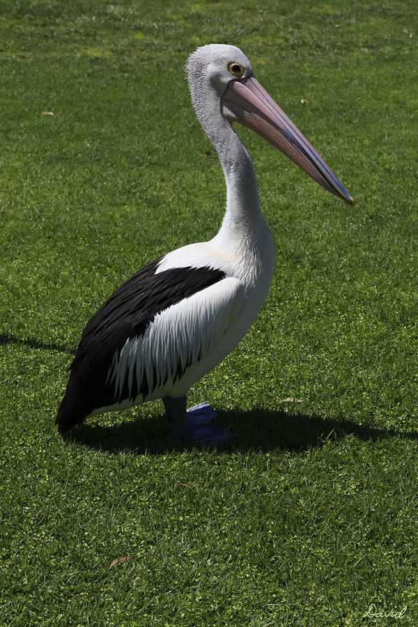 Australian Pelican - Male