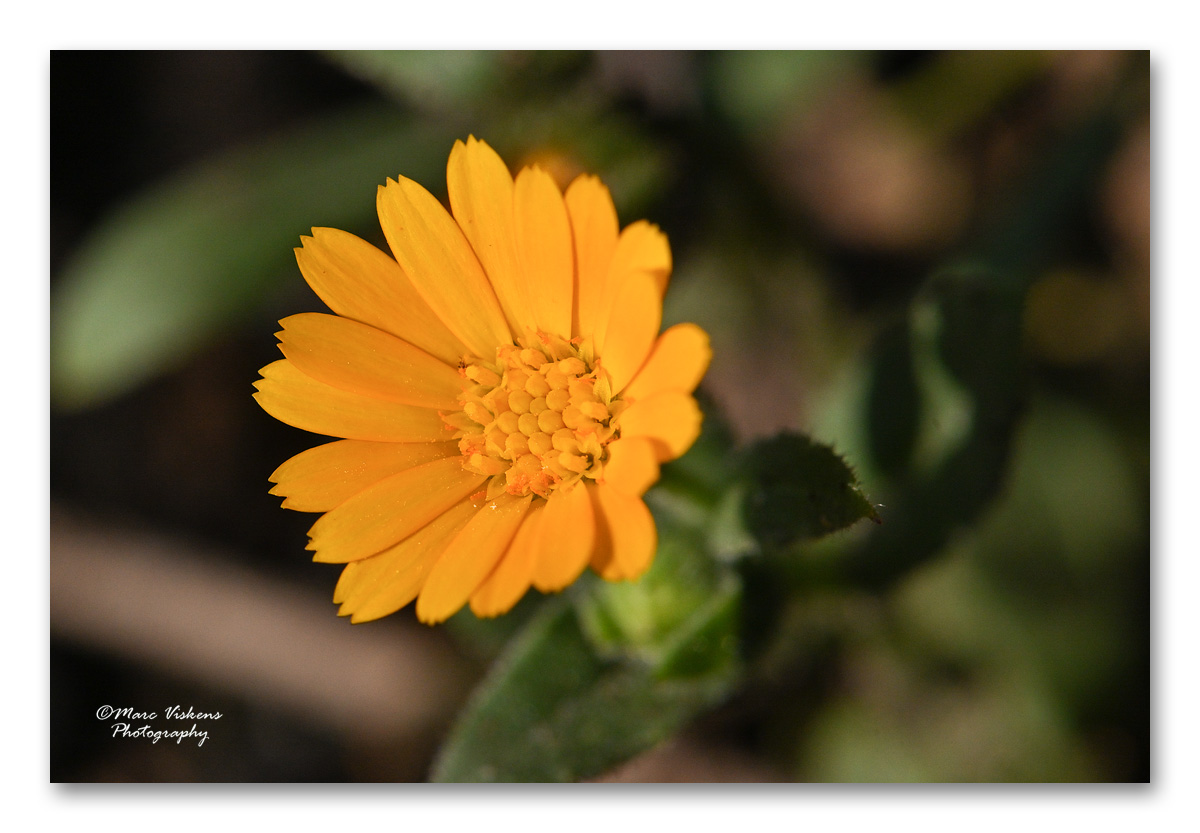 akkergoudsbloem - Calendula arvensis