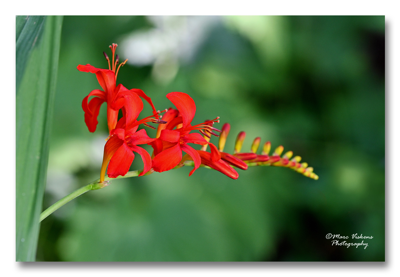 crocosmia