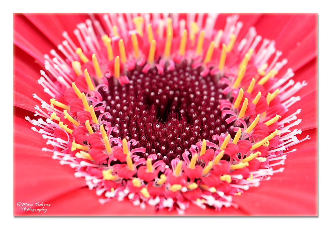 Gerbera