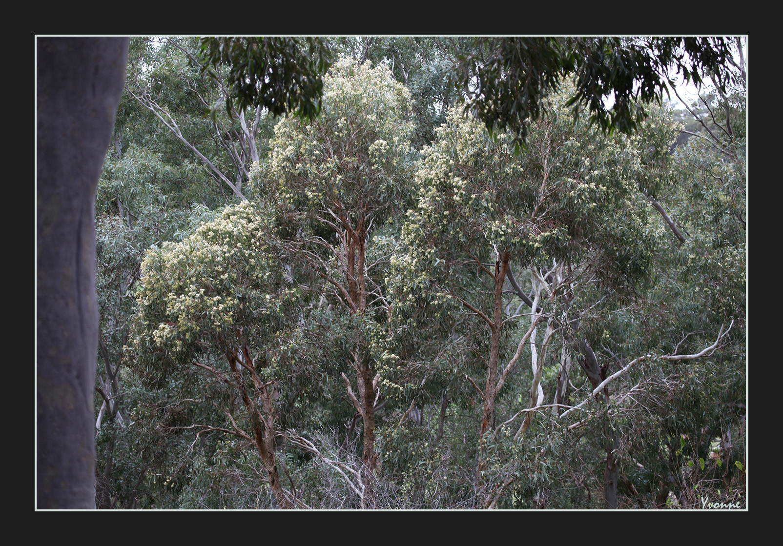 Another tree in bloom