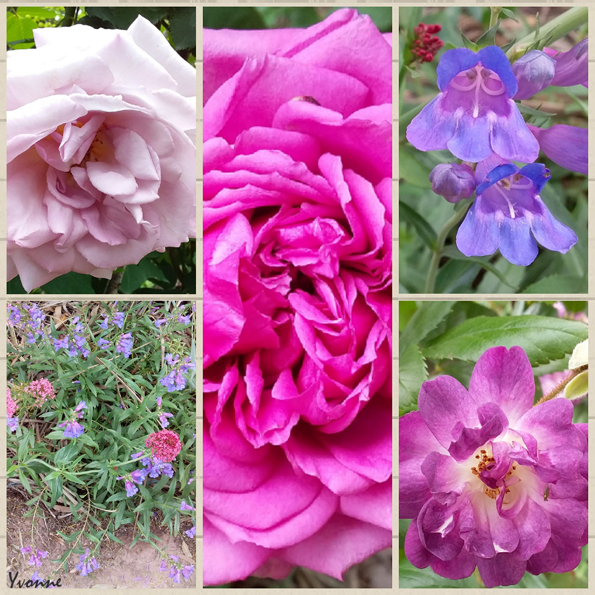 Three Roses and some penstemon.