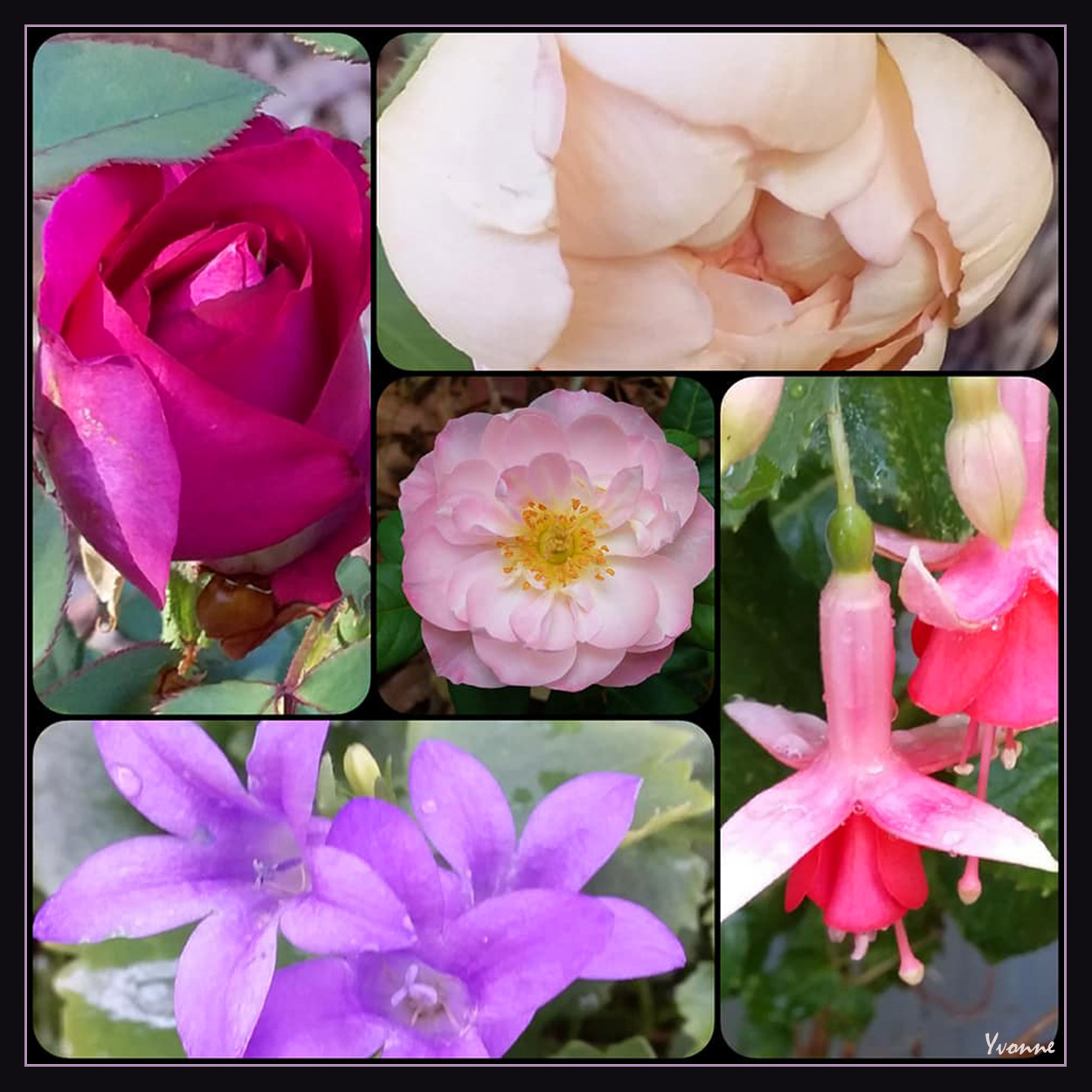 Three roses and flowers.