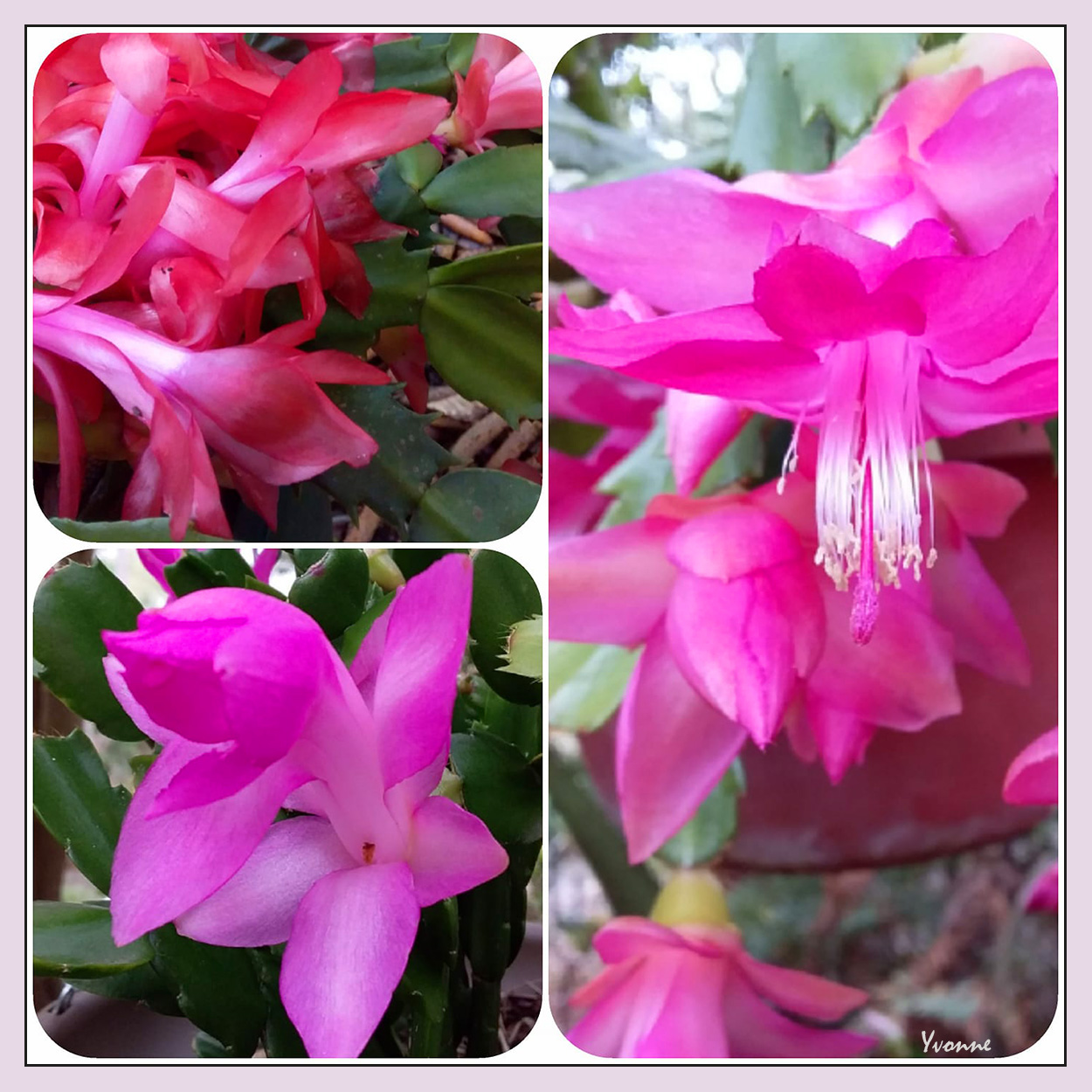 Autumn Cactus Flowers