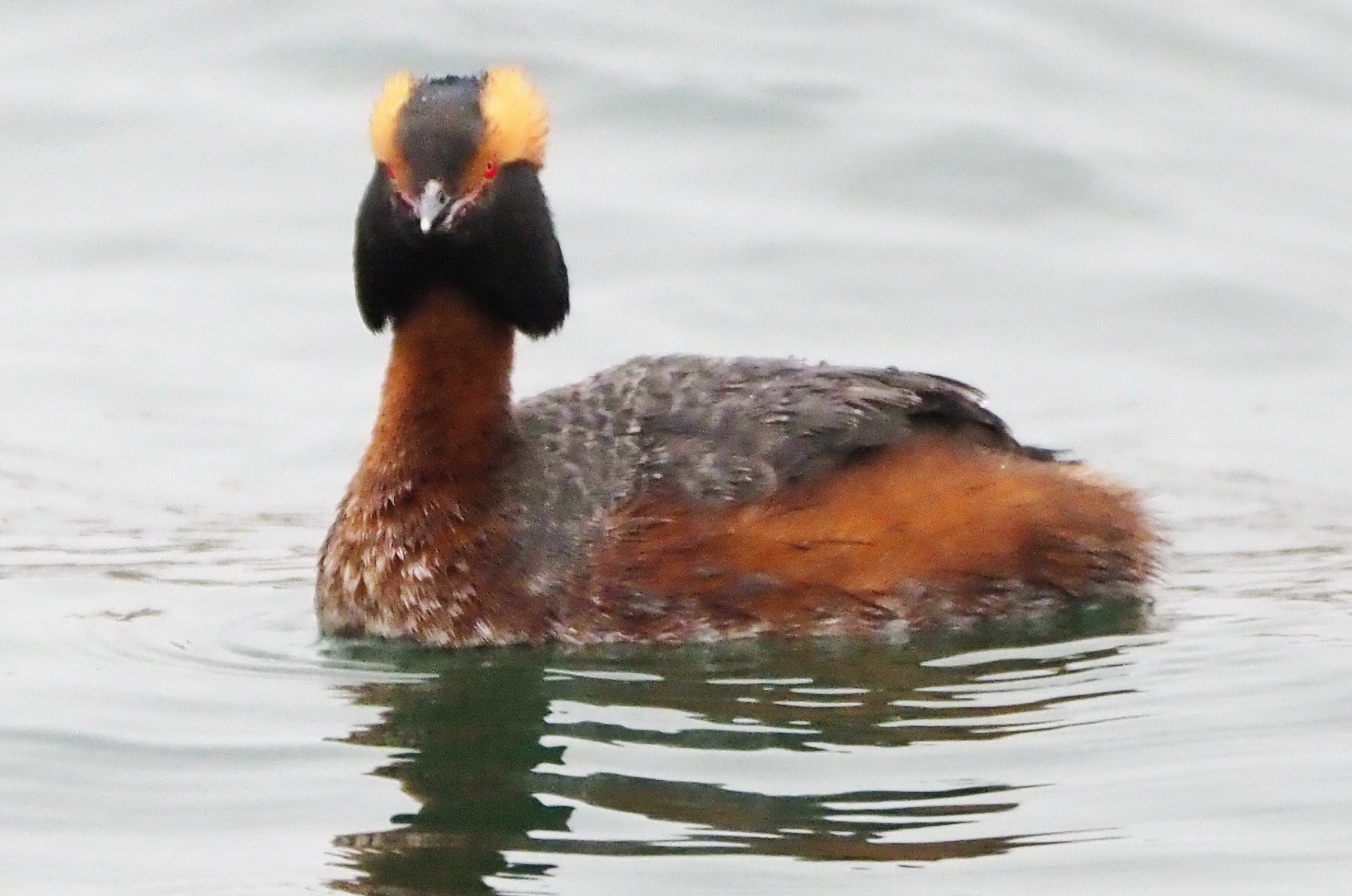 Horned_Grebe_2.JPG