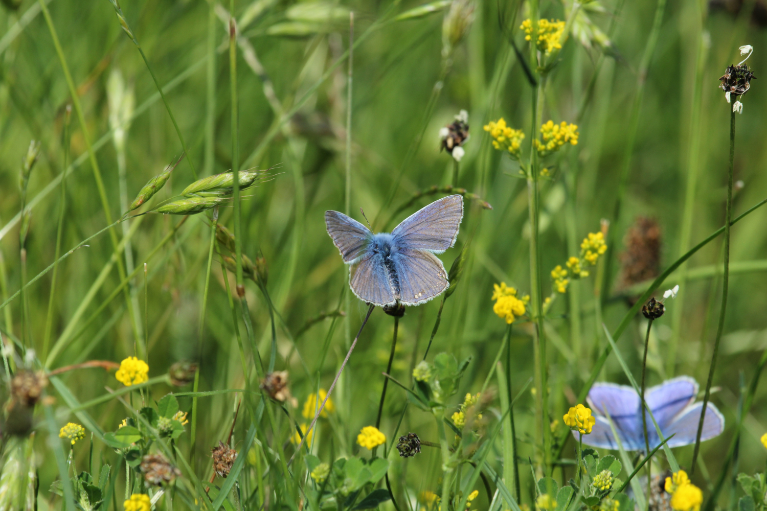 186:365<br>Elusive Butterfly