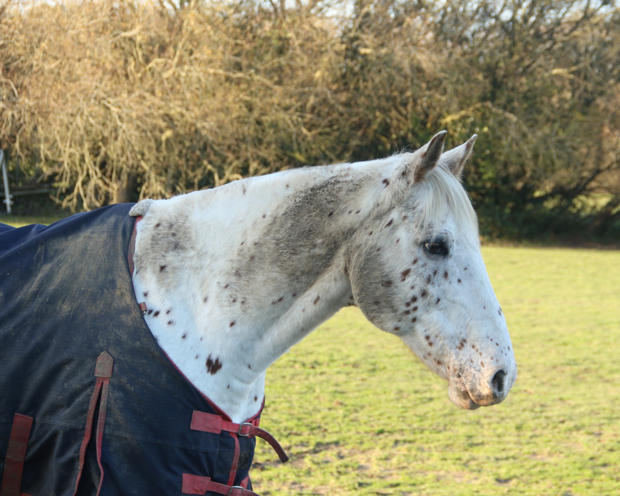 323. A Pensive Horse