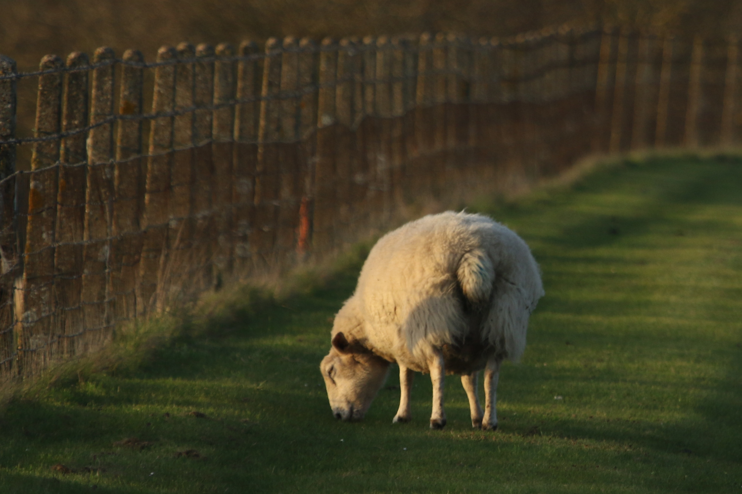 70: Sheep grazing