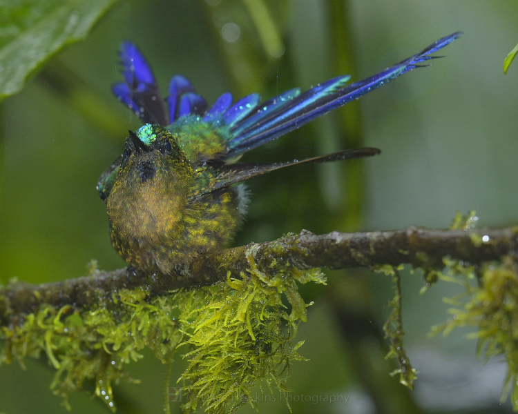 VIOLET-TAILED SYLPH
