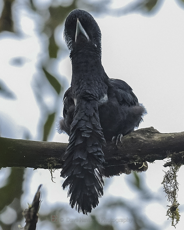 LONG-WATTLED UMBRELLABIRD