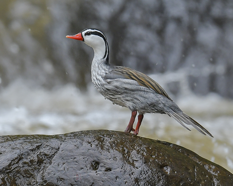 TORRENT DUCK