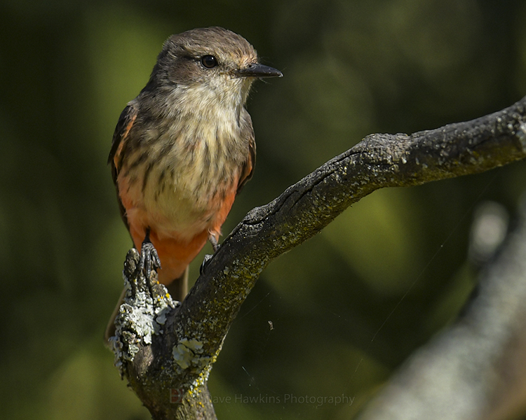 VERMILLION FLYCATCHER ♀