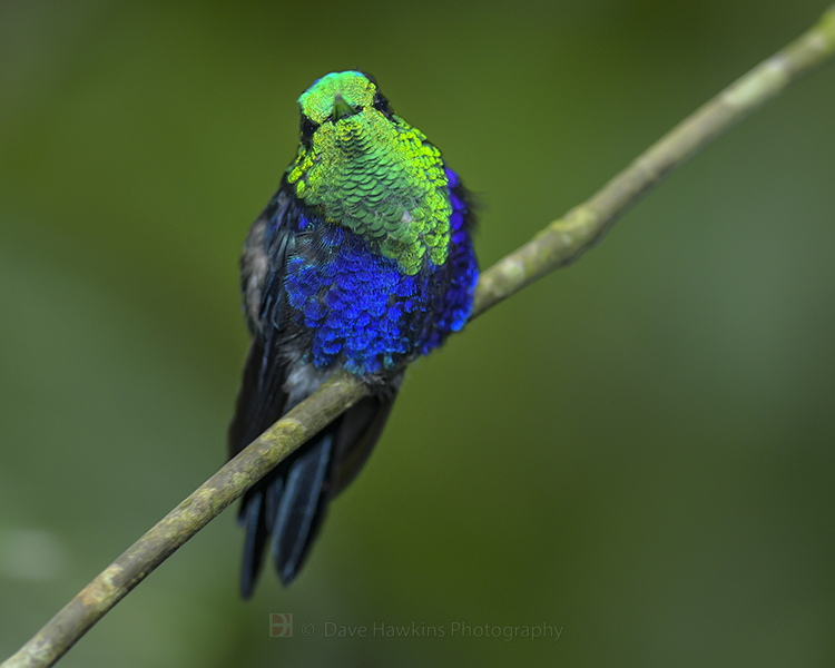 GREEN-CROWNED WOODNYMPH