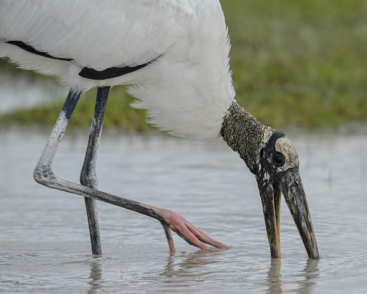 WOOD STORK