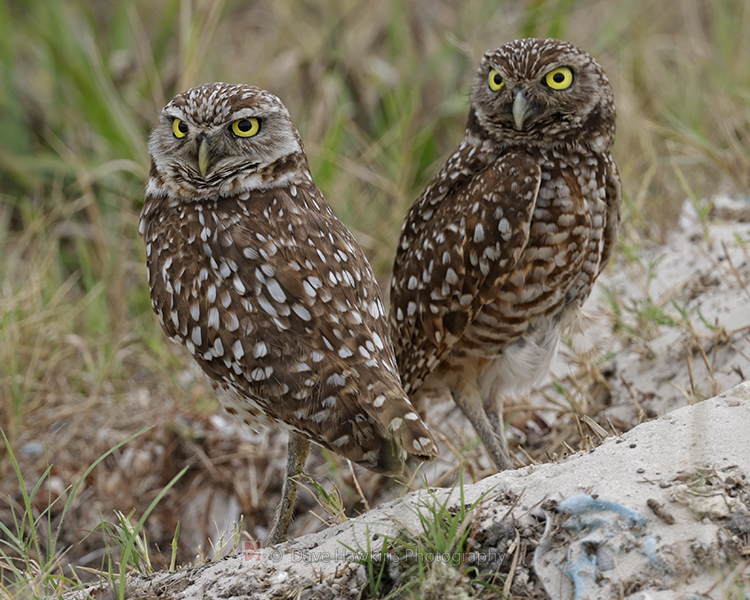 BURROWING OWL