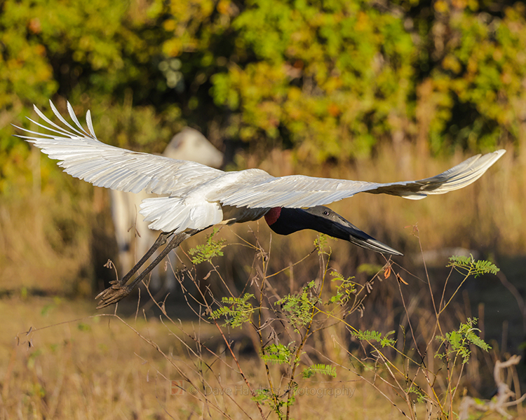 JABIRU